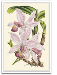 Shop Art \ Shop Artwork \ Shop Wall Art \ Shop Nature Art \ Shop Botanical Art Prints \ Shop Framed Artwork \ Shop Painting \ Shop Modern Nature Artwork \ Shop Nature Paintings \ Shop Wall Decor \ Decorative Art \ Nature Art Prints \ Multicolor Wall Art