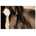 Dark Eyes