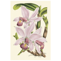 Delicate Orchid I