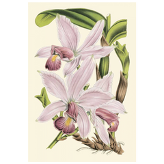 Shop Art \ Shop Artwork \ Shop Wall Art \ Shop Nature Art \ Shop Botanical Art Prints \ Shop Framed Artwork \ Shop Painting \ Shop Modern Nature Artwork \ Shop Nature Paintings \ Shop Wall Decor \ Decorative Art \ Nature Art Prints \ Multicolor Wall Art