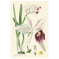 Delicate Orchid II