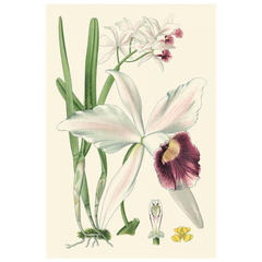 Shop Art \ Shop Artwork \ Shop Wall Art \ Shop Nature Art \ Shop Botanical Art Prints \ Shop Framed Artwork \ Shop Painting \ Shop Modern Nature Artwork \ Shop Nature Paintings \ Shop Wall Decor \ Decorative Art \ Nature Art Prints \ Multicolor Wall Art
