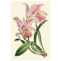 Delicate Orchid III