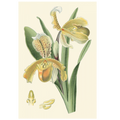 Delicate Orchid IV