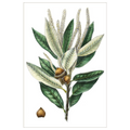 Dense Flowered Oak