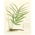 Eaton Ferns I