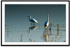 Shop Art \ Shop Artwork \ Shop Wall Art \ Shop Nature Art \ Shop Art Prints \ Shop Framed Artwork \ Shop Painting \ Shop Modern Nature Art \ Shop Black and White Art \ Shop Wall Decor \ Decorative Art \ Multicolour Wall Art \ Wildlife Art \ Nature Inspired Art