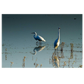 Early Morning  Egrets II
