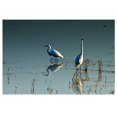 Shop Art \ Shop Artwork \ Shop Wall Art \ Shop Nature Art \ Shop Art Prints \ Shop Framed Artwork \ Shop Painting \ Shop Modern Nature Art \ Shop Black and White Art \ Shop Wall Decor \ Decorative Art \ Multicolour Wall Art \ Wildlife Art \ Nature Inspired Art
