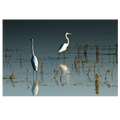 Early Morning Egrets I