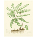 Eaton Ferns II