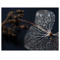 Hydragea skeleton II