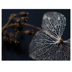 Shop Art \ Shop Artwork \ Shop Wall Art \ Shop Nature Art \ Shop Art Prints \ Shop Framed Artwork \ Shop Painting \ Shop Modern Nature Art \ Shop Black and White Art \ Shop Wall Decor \ Decorative Art \ Multicolour Wall Art \ Wildlife Art \ Nature Inspired Art