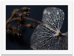 Shop Art \ Shop Artwork \ Shop Wall Art \ Shop Nature Art \ Shop Art Prints \ Shop Framed Artwork \ Shop Painting \ Shop Modern Nature Art \ Shop Black and White Art \ Shop Wall Decor \ Decorative Art \ Multicolour Wall Art \ Wildlife Art \ Nature Inspired Art