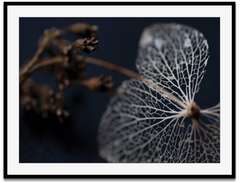 Shop Art \ Shop Artwork \ Shop Wall Art \ Shop Nature Art \ Shop Art Prints \ Shop Framed Artwork \ Shop Painting \ Shop Modern Nature Art \ Shop Black and White Art \ Shop Wall Decor \ Decorative Art \ Multicolour Wall Art \ Wildlife Art \ Nature Inspired Art