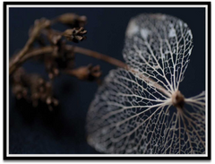 Shop Art \ Shop Artwork \ Shop Wall Art \ Shop Nature Art \ Shop Art Prints \ Shop Framed Artwork \ Shop Painting \ Shop Modern Nature Art \ Shop Black and White Art \ Shop Wall Decor \ Decorative Art \ Multicolour Wall Art \ Wildlife Art \ Nature Inspired Art