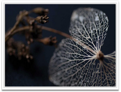 Shop Art \ Shop Artwork \ Shop Wall Art \ Shop Nature Art \ Shop Art Prints \ Shop Framed Artwork \ Shop Painting \ Shop Modern Nature Art \ Shop Black and White Art \ Shop Wall Decor \ Decorative Art \ Multicolour Wall Art \ Wildlife Art \ Nature Inspired Art