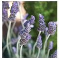 Lavender II
