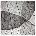 Leaf Design IV