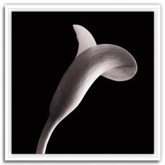 Shop Art \ Shop Artwork \ Shop Wall Art \ Shop Black and White Art \ Shop Art Prints \ Shop Framed Artwork \ Shop Painting \ Shop Modern Art \ Shop Black and white Paintings \ Shop Wall Decor \ Decorative Art \ Black and White Portrait