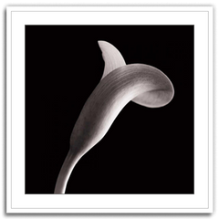 Shop Art \ Shop Artwork \ Shop Wall Art \ Shop Black and White Art \ Shop Art Prints \ Shop Framed Artwork \ Shop Painting \ Shop Modern Art \ Shop Black and white Paintings \ Shop Wall Decor \ Decorative Art \ Black and White Portrait