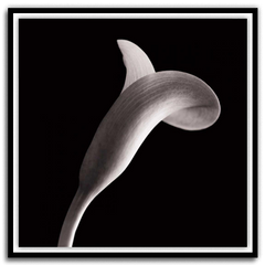 Shop Art \ Shop Artwork \ Shop Wall Art \ Shop Black and White Art \ Shop Art Prints \ Shop Framed Artwork \ Shop Painting \ Shop Modern Art \ Shop Black and white Paintings \ Shop Wall Decor \ Decorative Art \ Black and White Portrait