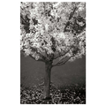Maple Beauty II