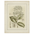 Small Tinted Botanical III