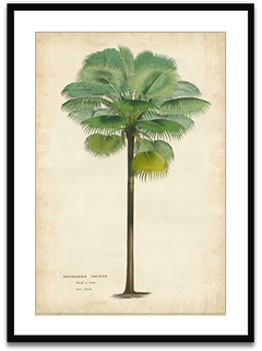 Shop Art \ Shop Artwork \ Shop Tropical Art \ Shop Wall Art \ Shop Tropical Art Prints \ Shop Framed Artwork \ Shop Painting \ Shop Tropical Paintings \ Shop Wall Decor \ Shop Decorative Art \ Nature Art Prints \ Multicolor Wall Art \ Colorful Artwork \ Floral Art