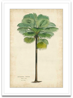 Shop Art \ Shop Artwork \ Shop Tropical Art \ Shop Wall Art \ Shop Tropical Art Prints \ Shop Framed Artwork \ Shop Painting \ Shop Tropical Paintings \ Shop Wall Decor \ Shop Decorative Art \ Nature Art Prints \ Multicolor Wall Art \ Colorful Artwork \ Floral Art