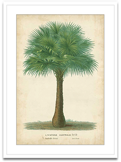 Shop Art \ Shop Artwork \ Shop Tropical Art \ Shop Wall Art \ Shop Tropical Art Prints \ Shop Framed Artwork \ Shop Painting \ Shop Tropical Paintings \ Shop Wall Decor \ Shop Decorative Art \ Nature Art Prints \ Multicolor Wall Art \ Colorful Artwork \ Floral Art