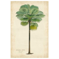 Palm of the Tropics II