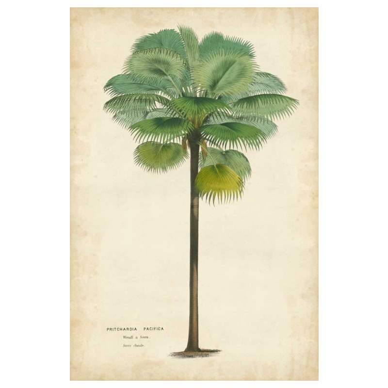 Shop Art \ Shop Artwork \ Shop Tropical Art \ Shop Wall Art \ Shop Tropical Art Prints \ Shop Framed Artwork \ Shop Painting \ Shop Tropical Paintings \ Shop Wall Decor \ Shop Decorative Art \ Nature Art Prints \ Multicolor Wall Art \ Colorful Artwork \ Floral Art