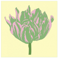 Soho Tulip IV