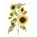 Sunflower Composition I