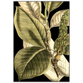 Tranquil Tropical Leaves II