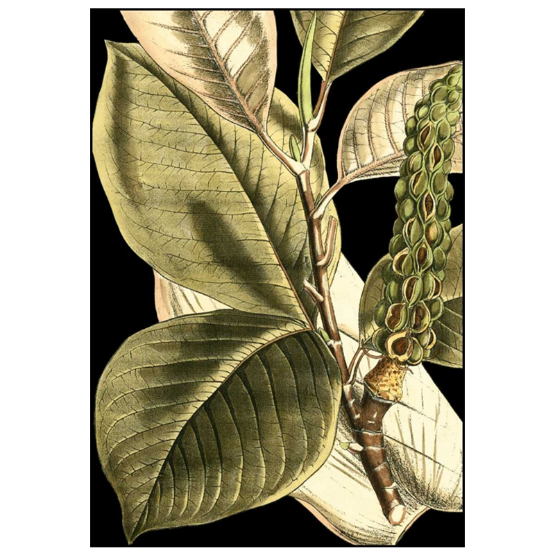 Shop Art \ Shop Artwork \ Shop Tropical Art \ Shop Wall Art \ Shop Tropical Art Prints \ Shop Framed Artwork \ Shop Painting \ Shop Tropical Paintings \ Shop Wall Decor \ Shop Decorative Art \ Nature Art Prints \ Multicolor Wall Art \ Colorful Artwork \ Floral Art