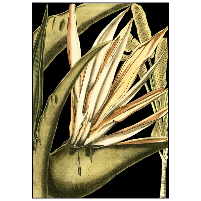 Shop Art \ Shop Artwork \ Shop Tropical Art \ Shop Wall Art \ Shop Tropical Art Prints \ Shop Framed Artwork \ Shop Painting \ Shop Tropical Paintings \ Shop Wall Decor \ Shop Decorative Art \ Nature Art Prints \ Multicolor Wall Art \ Colorful Artwork \ Floral Art