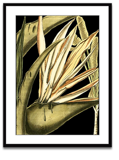 Shop Art \ Shop Artwork \ Shop Tropical Art \ Shop Wall Art \ Shop Tropical Art Prints \ Shop Framed Artwork \ Shop Painting \ Shop Tropical Paintings \ Shop Wall Decor \ Shop Decorative Art \ Nature Art Prints \ Multicolor Wall Art \ Colorful Artwork \ Floral Art