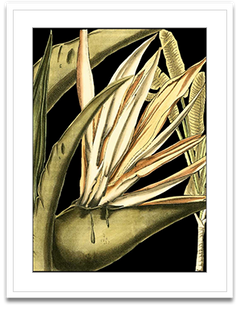 Shop Art \ Shop Artwork \ Shop Tropical Art \ Shop Wall Art \ Shop Tropical Art Prints \ Shop Framed Artwork \ Shop Painting \ Shop Tropical Paintings \ Shop Wall Decor \ Shop Decorative Art \ Nature Art Prints \ Multicolor Wall Art \ Colorful Artwork \ Floral Art