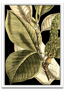 Shop Art \ Shop Artwork \ Shop Tropical Art \ Shop Wall Art \ Shop Tropical Art Prints \ Shop Framed Artwork \ Shop Painting \ Shop Tropical Paintings \ Shop Wall Decor \ Shop Decorative Art \ Nature Art Prints \ Multicolor Wall Art \ Colorful Artwork \ Floral Art