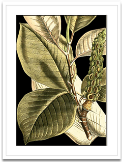 Shop Art \ Shop Artwork \ Shop Tropical Art \ Shop Wall Art \ Shop Tropical Art Prints \ Shop Framed Artwork \ Shop Painting \ Shop Tropical Paintings \ Shop Wall Decor \ Shop Decorative Art \ Nature Art Prints \ Multicolor Wall Art \ Colorful Artwork \ Floral Art