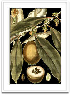 Shop Art \ Shop Artwork \ Shop Tropical Art \ Shop Wall Art \ Shop Tropical Art Prints \ Shop Framed Artwork \ Shop Painting \ Shop Tropical Paintings \ Shop Wall Decor \ Shop Decorative Art \ Nature Art Prints \ Multicolor Wall Art \ Colorful Artwork \ Floral Art