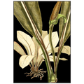 Tranquil Tropical Leaves V