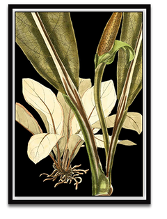 Shop Art \ Shop Artwork \ Shop Tropical Art \ Shop Wall Art \ Shop Tropical Art Prints \ Shop Framed Artwork \ Shop Painting \ Shop Tropical Paintings \ Shop Wall Decor \ Shop Decorative Art \ Nature Art Prints \ Multicolor Wall Art \ Colorful Artwork \ Floral Art