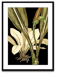 Shop Art \ Shop Artwork \ Shop Tropical Art \ Shop Wall Art \ Shop Tropical Art Prints \ Shop Framed Artwork \ Shop Painting \ Shop Tropical Paintings \ Shop Wall Decor \ Shop Decorative Art \ Nature Art Prints \ Multicolor Wall Art \ Colorful Artwork \ Floral Art