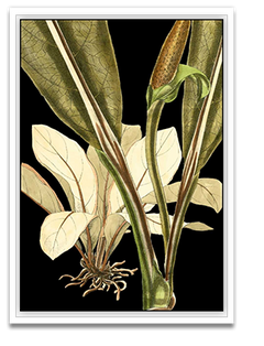 Shop Art \ Shop Artwork \ Shop Tropical Art \ Shop Wall Art \ Shop Tropical Art Prints \ Shop Framed Artwork \ Shop Painting \ Shop Tropical Paintings \ Shop Wall Decor \ Shop Decorative Art \ Nature Art Prints \ Multicolor Wall Art \ Colorful Artwork \ Floral Art