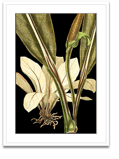 Shop Art \ Shop Artwork \ Shop Tropical Art \ Shop Wall Art \ Shop Tropical Art Prints \ Shop Framed Artwork \ Shop Painting \ Shop Tropical Paintings \ Shop Wall Decor \ Shop Decorative Art \ Nature Art Prints \ Multicolor Wall Art \ Colorful Artwork \ Floral Art
