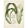 Tropical Grass I