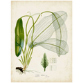 Tropical Grass II